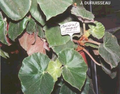 B. ‘General Jacques’